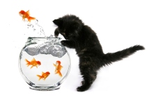 Keep competition away